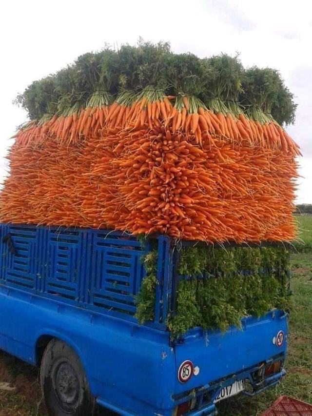 camion-carottes