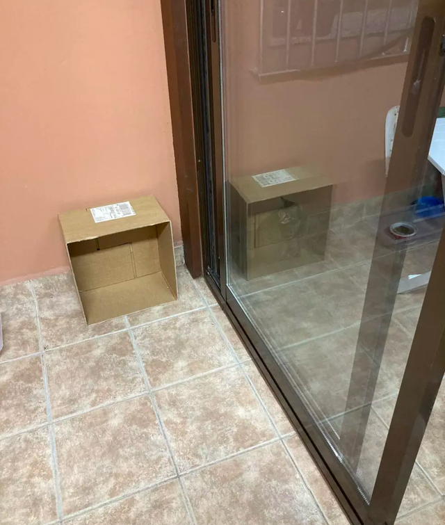 chat-carton-reflet