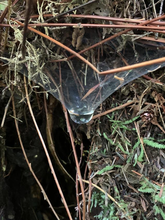 toile-araignee-retient-eau