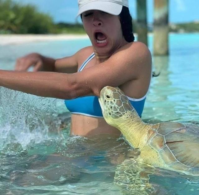 tortue-mordre-bras-fille