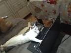 chat-ordinateur-portable