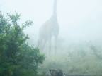 girafe-geante-brouillard