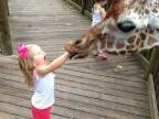 girafe-mange-main-petite-fille