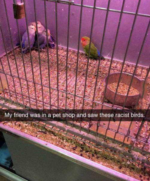 oiseaux-racistes