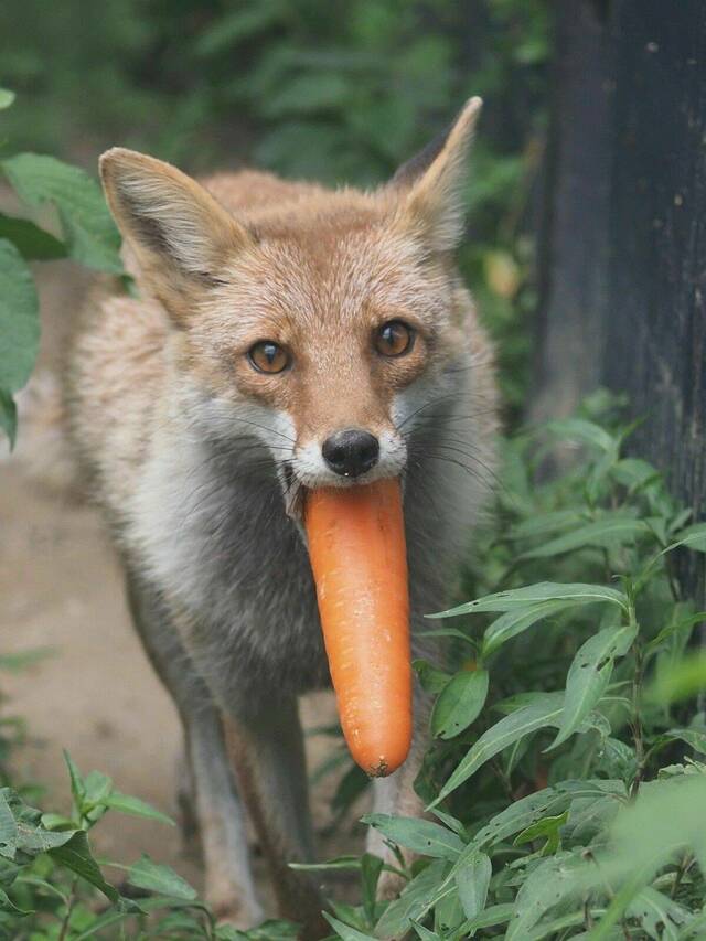 renard-carotte-bouche