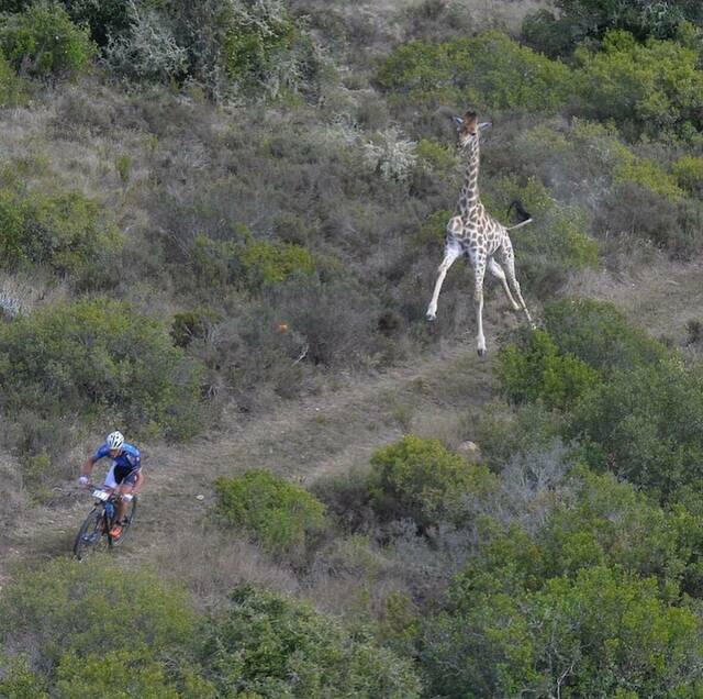 cycliste-courser-girafe