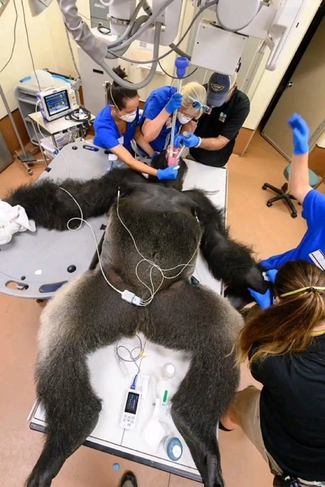 gorille-endormi-operation-chirurgicale
