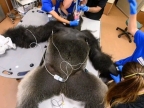 gorille-endormi-operation-chirurgicale