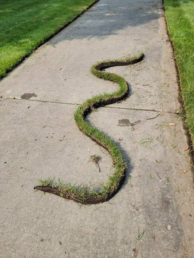 serpent-terre