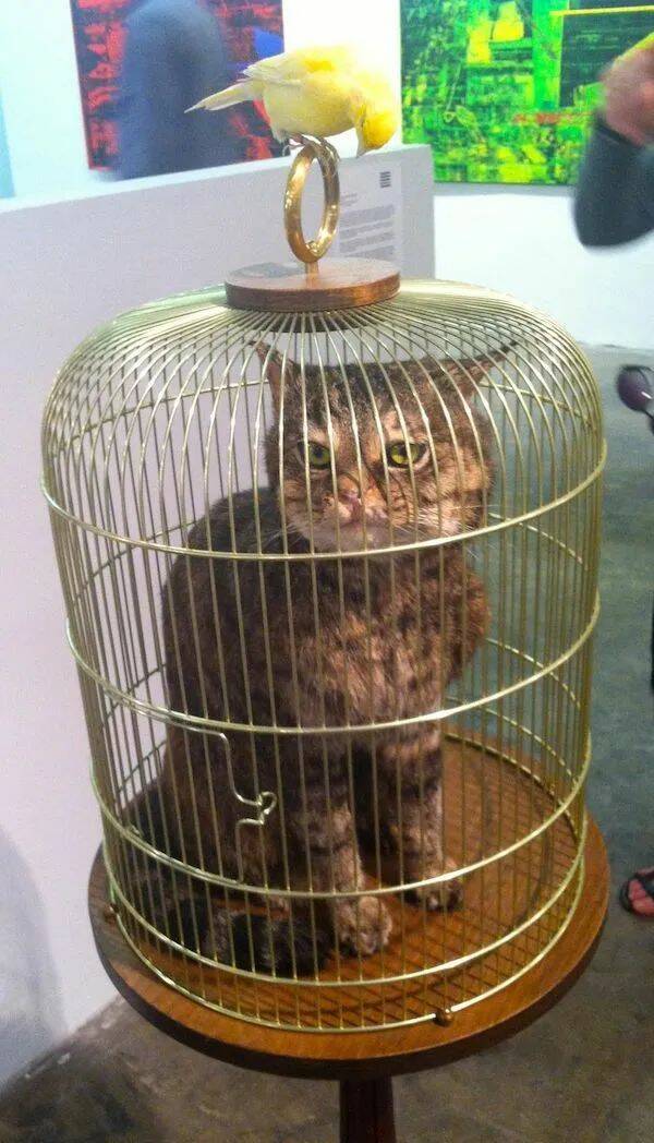 mettre-chat-cage-proteger-oiseau