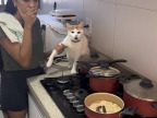 chat-caca-casserole
