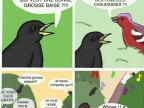 langage-oiseaux-nature