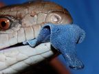 serpent-langue-bleue