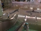 des-requins-supermarche-apres-une-inondation