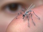 robot-moustique