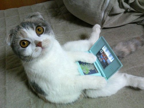 Chat Qui Joue A La Nintendo Ds