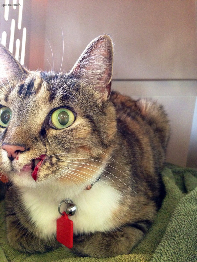 Bagarre De Chats Et Blessure A La Gueule