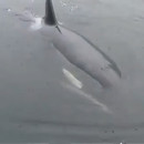 orque-imite-moteur-bateau