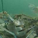 miniature pour Caméra attachée sur un filet de pêche à crabe