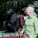 Un chimpanzé fait ses adieux à sa sauveuse