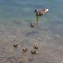 Un poisson mange un caneton
