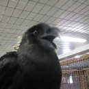 corbeau-africain-dit-bonjour