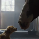L'amitié d'un chiot et d'un cheval - Budweiser - Super Bowl 2014