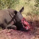 miniature pour Braconnage - Un rhinocéros avec la gueule en sang