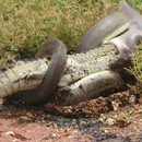 miniature pour Un serpent avale un crocodile