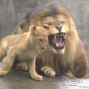 miniature pour Des lionceaux rencontrent leur père