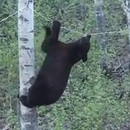 miniature pour Un ours se suspend à une corde pour manger du castor