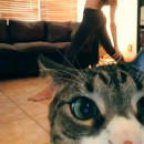 miniature pour Un chat perturbe une séance de Yoga
