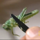 miniature pour Une sauterelle se transforme en criquet