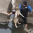 miniature pour Un chien montre sa joie après son sauvetage