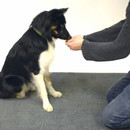 miniature pour Les chiens et la magie, seconde partie
