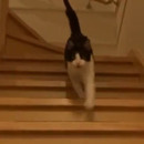 miniature pour Un chat content de revoir son maitre