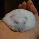 comment-degonfler-hamster