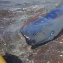 miniature pour Un Oarfish à la surface