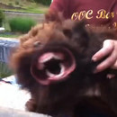 chien-transforme-monstre-souffleur
