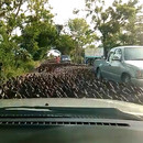 miniature pour Des milliers de canards qui bloquent la route