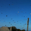 miniature pour 1 heure de vols d'oiseaux en 1 minute