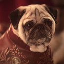 miniature pour Le générique de Game Of Thrones avec des chiens Carlin