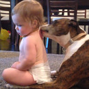 miniature pour Un bébé se fait lécher par un chien