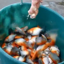 miniature pour Comment attraper des piranhas au Brésil