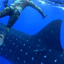 collision-requin-baleine