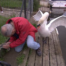 homme-sauve-bebe-cygne-attaque