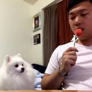 miniature pour Un chien regarde un morceau de pastèque