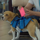 miniature pour Un chien qui rapporte les objets perdus dans les avions