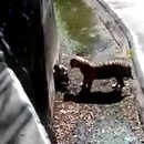 miniature pour Un ado tué par un tigre en tombant dans son enclos