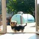 miniature pour Un chien qui croit que la porte est fermée